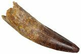 Fossil Spinosaurus Tooth - Real Dinosaur Tooth #352978-1